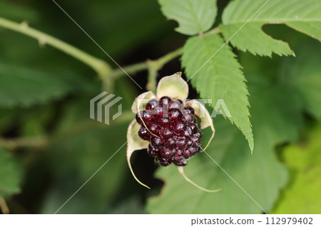 Natural plant Ryukyu baraichigo, a fruit that is ready to eat in spring in Okinawa. This is the most delicious 112979402
