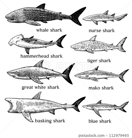 Types of sharks. Big set of hand drawn illustrations in retro engraving style. Great white shark, tiger shark, hammerhead shark and other sea predators. Types of sharks. Big set of hand drawn illustrations in retro engraving style. Great white shark, tiger shark, hammerhead shark and other sea predators. 112979493