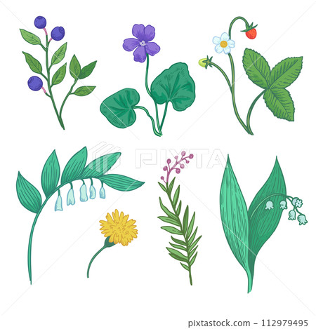 Set of botanical elements. Sketch illustration of wild forest plants, flowers and berries. Stylized doodle drawing of herbs. 112979495