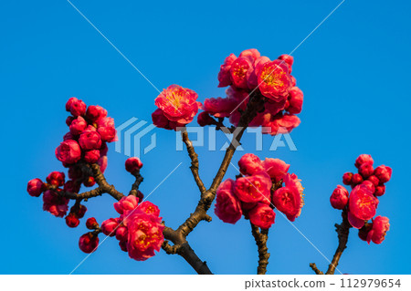 梅花藍天春 梅花藍天春 112979654