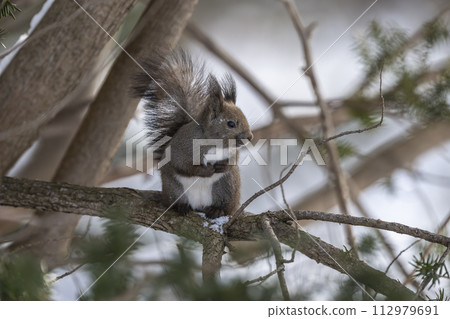 一隻松鼠在樹上休息 一隻松鼠在樹上休息 112979691