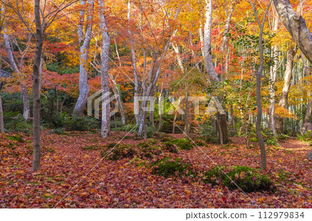 Kyoto Gioji Temple autumn leaves Kyoto Gioji Temple autumn leaves 112979834