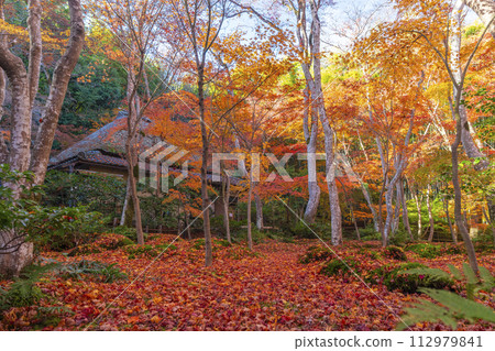 Kyoto Gioji Temple autumn leaves Kyoto Gioji Temple autumn leaves 112979841