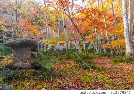 Kyoto Gioji Temple autumn leaves Kyoto Gioji Temple autumn leaves 112979845