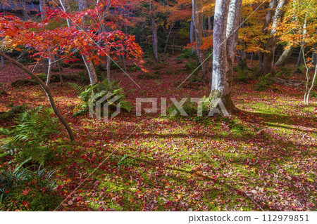 京都只王寺秋葉 112979851