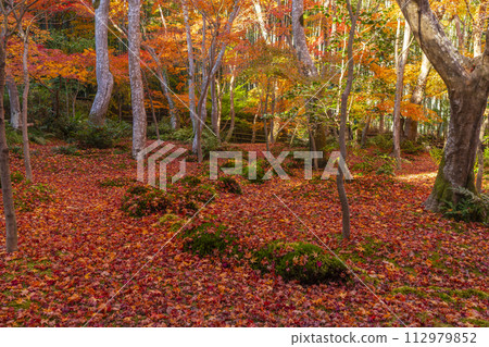 Kyoto Gioji Temple autumn leaves Kyoto Gioji Temple autumn leaves 112979852