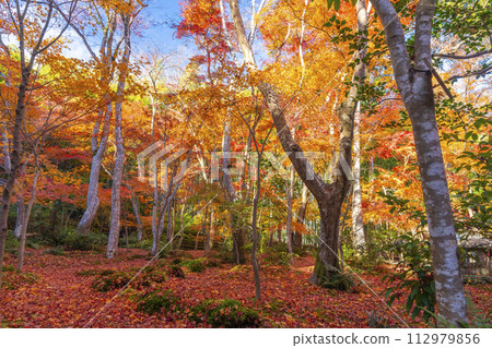 京都只王寺秋葉 京都只王寺秋葉 112979856