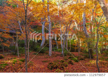 京都只王寺秋葉 112979857