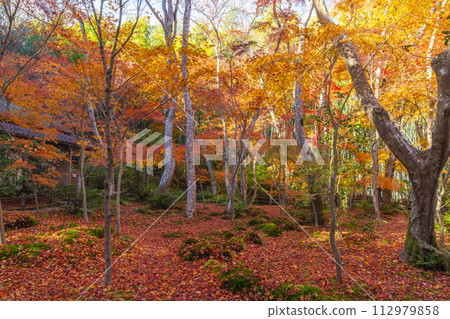Kyoto Gioji Temple autumn leaves 112979858