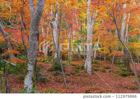 Kyoto Gioji Temple autumn leaves 112979866