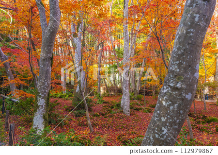 Kyoto Gioji Temple autumn leaves 112979867