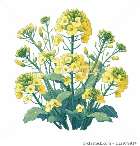 黃色油菜花 112979934