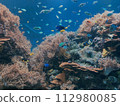 Coral and blue sea and fish 112980085