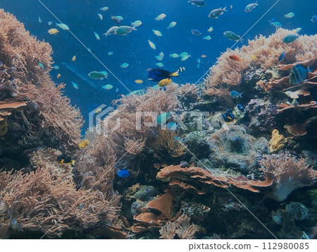 Coral and blue sea and fish Coral and blue sea and fish 112980085