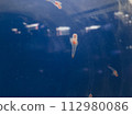 Clione swimming underwater 112980086
