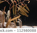 Seahorse swimming in the aquarium 112980088