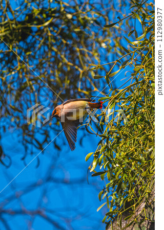 A waxwing flying away from a nesting tree A waxwing flying away from a nesting tree 112980377