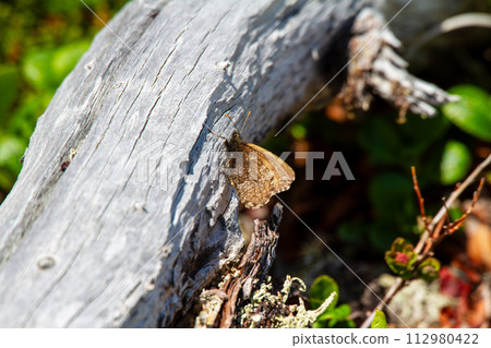 Die Settaka Lizard Die Settaka Lizard 112980422