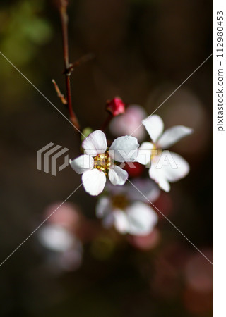 Pink snow willow 112980453