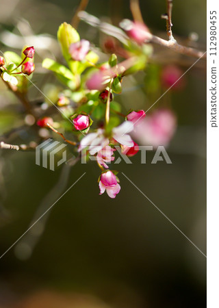 Pink snow willow 112980455