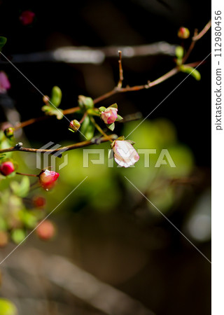 Pink snow willow 112980456