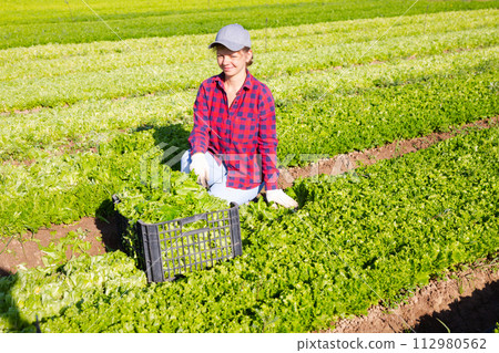 Happy young female worker harvesting green lettuce at farm plantation Happy young female worker harvesting green lettuce at farm plantation 112980562