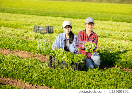 Team of workers harvests ripe green lettuce on plantation 112980591