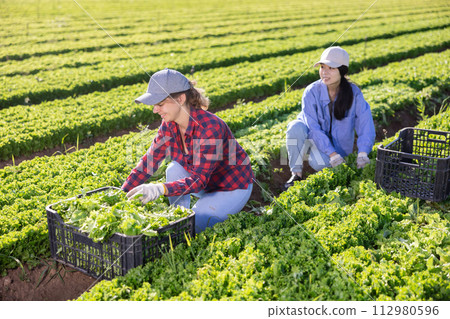 Two smiling young female workmates harvesting green lettuce Two smiling young female workmates harvesting green lettuce 112980596