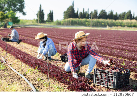 Young female worker harvesting red lettuce at vegetable plantation 112980607