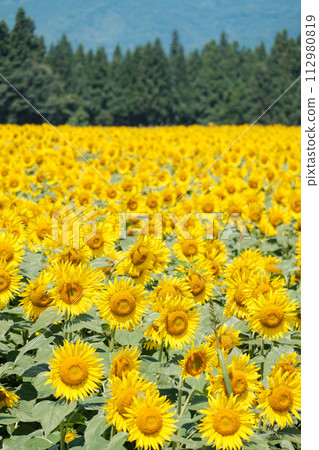 向日葵（津南向日葵廣場） 112980819