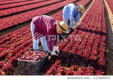 Two farmers harvest crop of red lettuce on farm field 112980833
