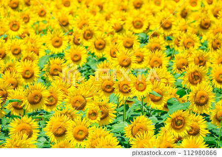 sunflower	 112980866