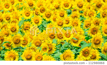 sunflower sunflower 112980868
