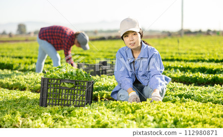 Smiling young asian female farmer harvesting green lettuce at field 112980871