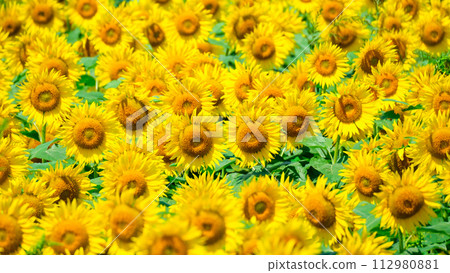 sunflower sunflower 112980881