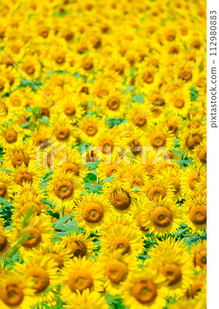 sunflower	 112980883