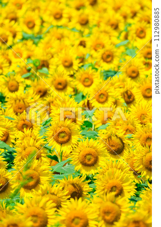 sunflower	 112980885