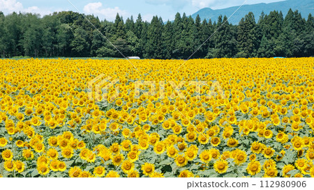 Tsunan sunflower open space 112980906
