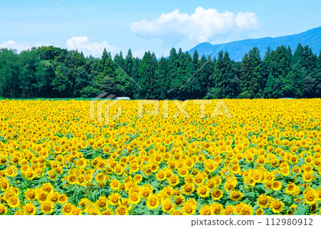 Tsunan sunflower open space 112980912