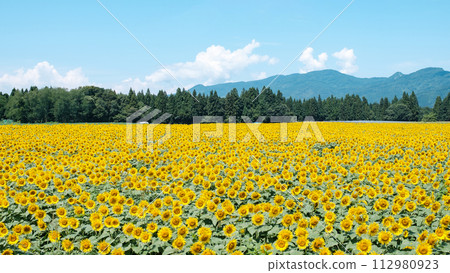 Tsunan sunflower open space 112980923