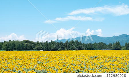 Tsunan sunflower open space Tsunan sunflower open space 112980928