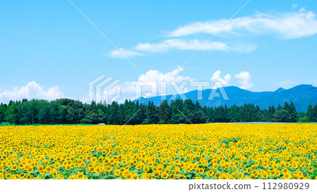 Tsunan sunflower open space Tsunan sunflower open space 112980929