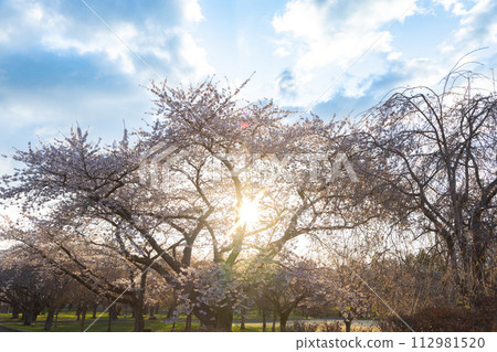 Cherry blossoms at Oniushi Park in the early morning in Morimachi, Hokkaido 112981520