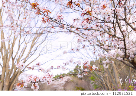 北海道森町清晨大牛公園的櫻花 02 112981521