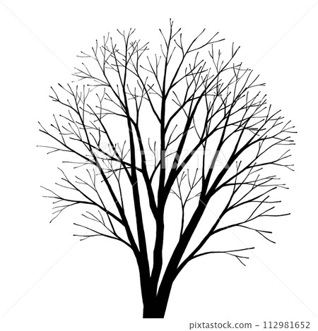 冬季白樺剪影圖 112981652