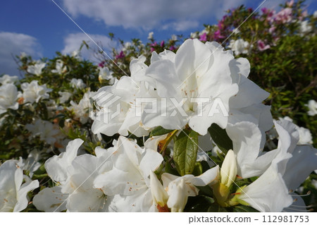 pure white azalea 112981753