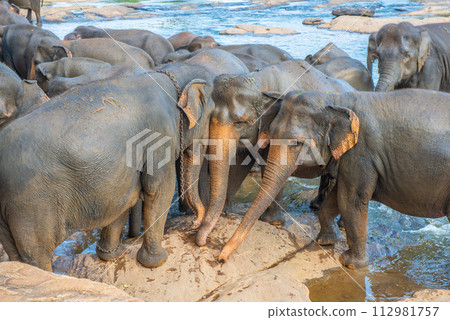 Group of wild Asian elephant bathing in Pinnawala village of Sri Lanka. Pinnawala has the largest herd of captive elephants in the world. Group of wild Asian elephant bathing in Pinnawala village of Sri Lanka. Pinnawala has the largest herd of captive elephants in the world. 112981757