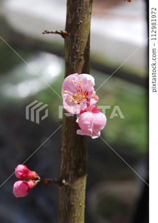 Apricot flowers heralding spring Apricot flowers heralding spring 112981972