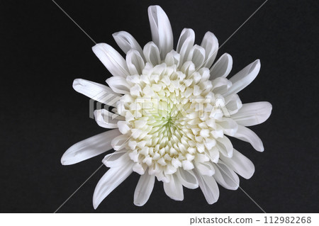 黑色背景特寫上的白菊花 112982268