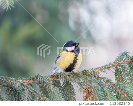 Cute bird Great tit, songbird sitting on the nice branch with beautiful autumn background Cute bird Great tit, songbird sitting on the nice branch with beautiful autumn background 112982340